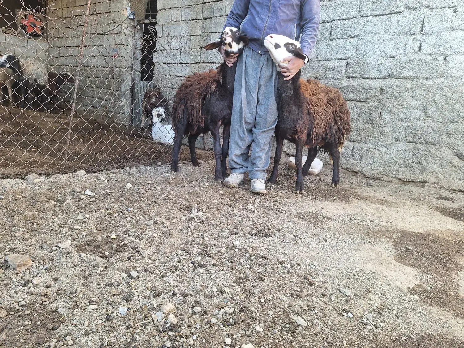 فروش دو راس بره قوچ اصل افشاری بدون عیب و نقص|حیوانات مزرعه|صحنه, |دیوار