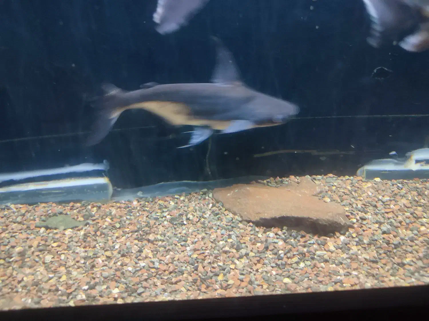 پنکوسی شکاری باله بلند.پیرانا پاکو|ماهی|تربت‌حیدریه, حسنی بالا|دیوار