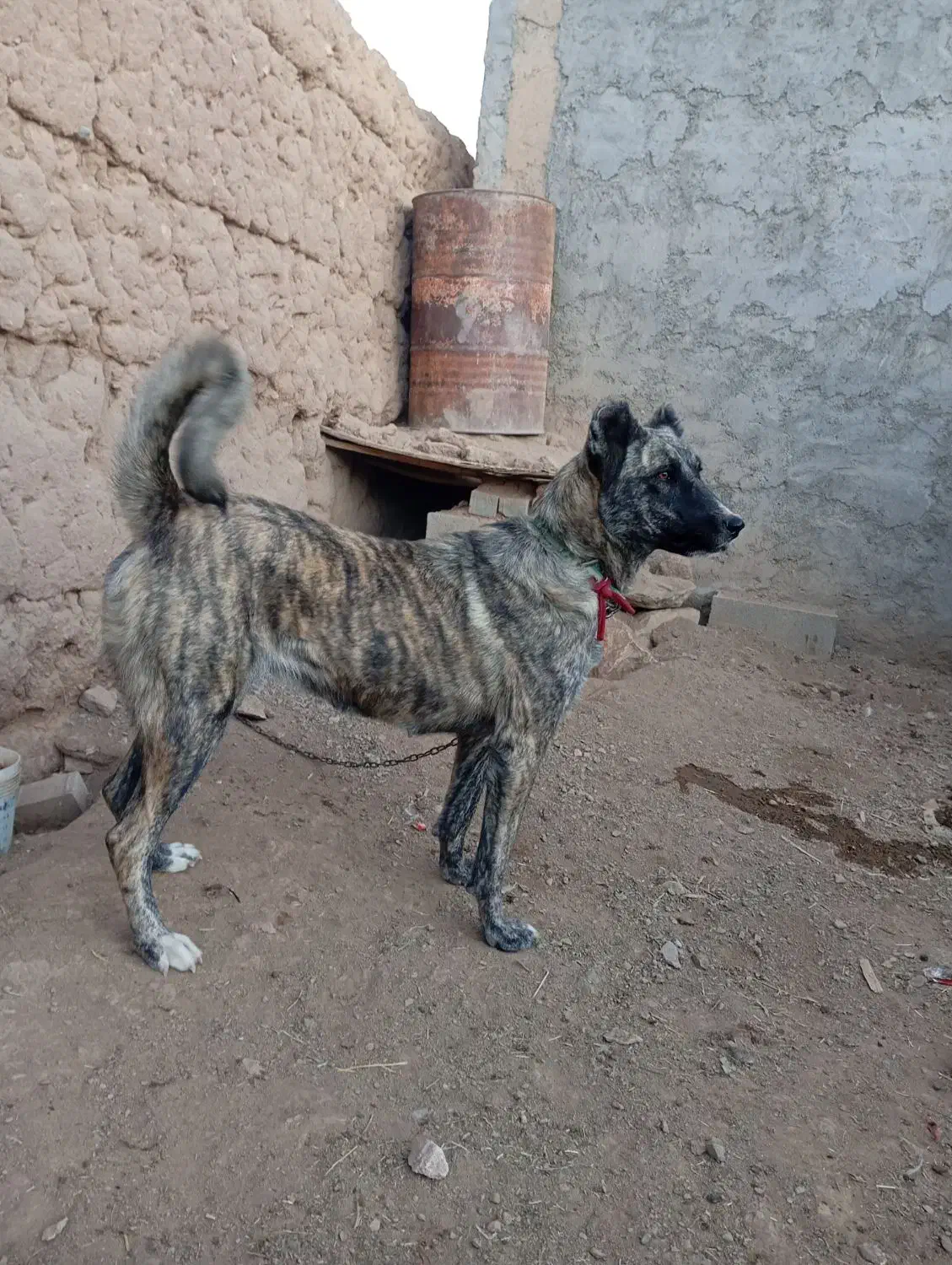 فروش فوری.سگ ماده|سگ|سلفچگان, |دیوار