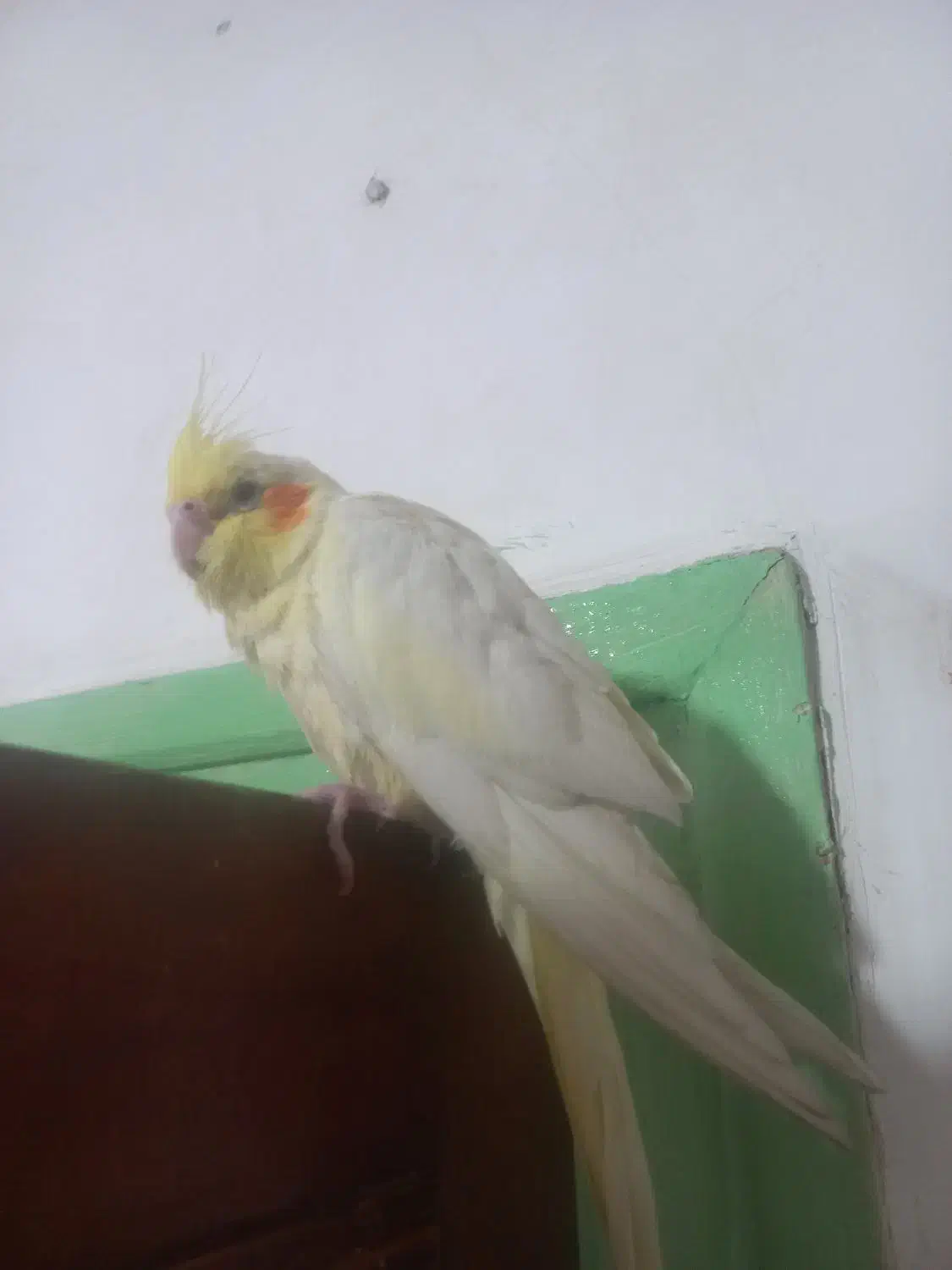 عروس هلندی ماده لوتینو کاملا اهلی|پرنده|تبریز, |دیوار