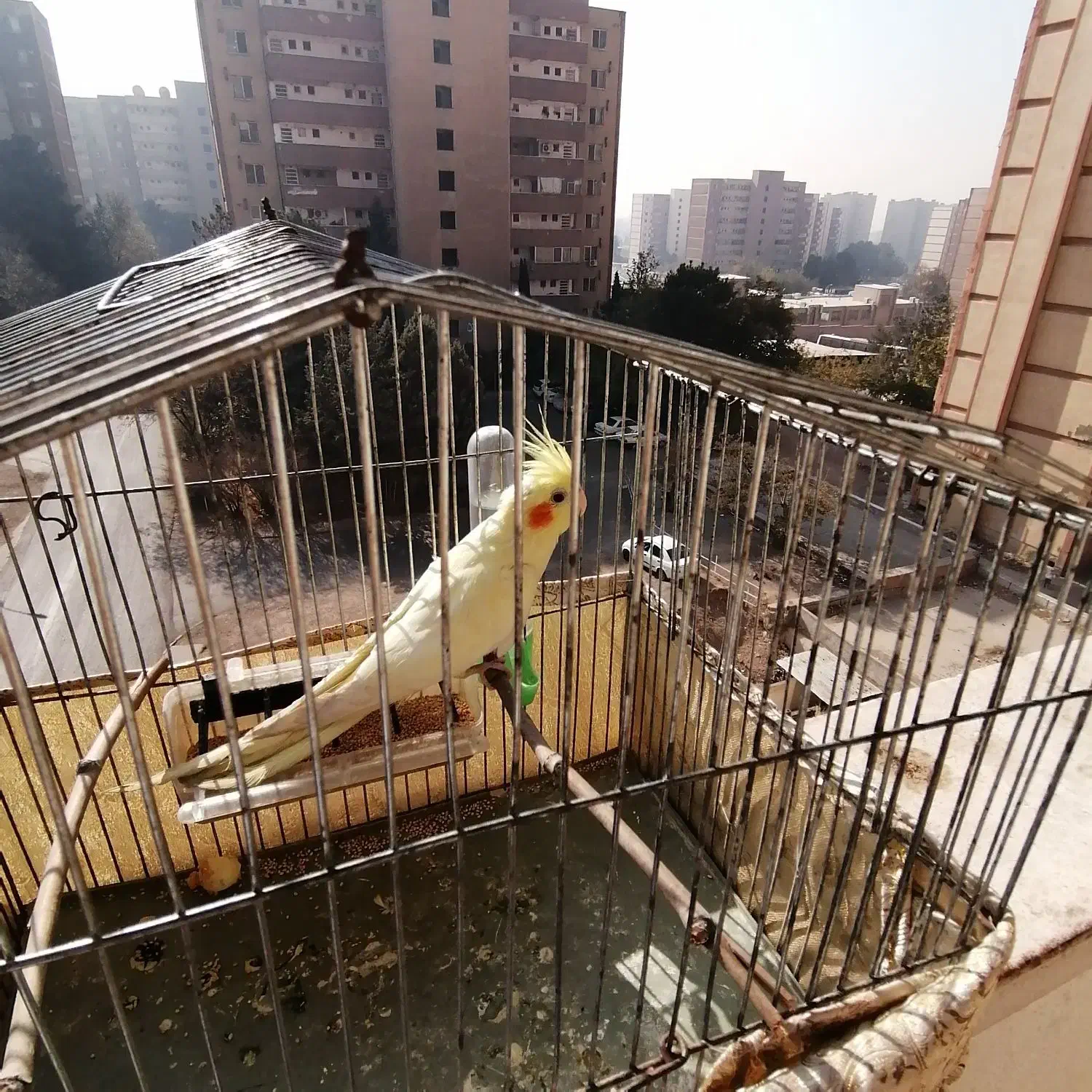 عروس هلندی لوتینو|پرنده|تهران, قصر فیروزه ۲|دیوار