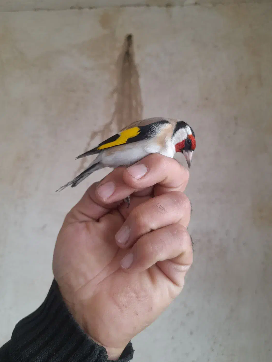 سهره|پرنده|دیواندره, |دیوار