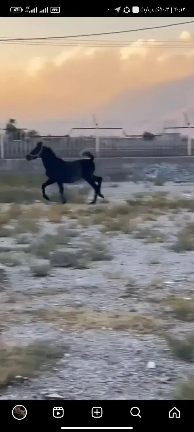 اسب|اسب و تجهیزات اسب‌سواری|رستم, |دیوار