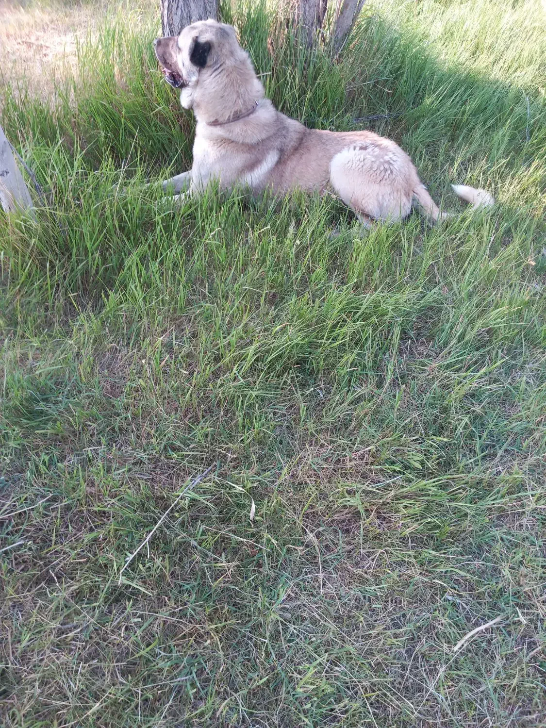 واگذا ری سگ|سگ|نهاوند, |دیوار