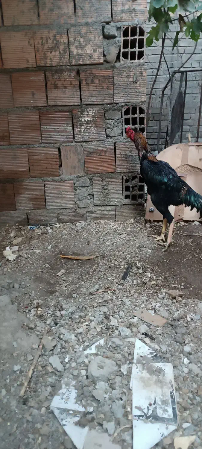 خروس و مرغ لاری اوشامو وارداتی المانی|حیوانات مزرعه|مینودشت, |دیوار