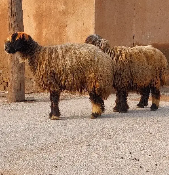 جفت میش اصیل بختیاری|حیوانات مزرعه|گتوند, |دیوار