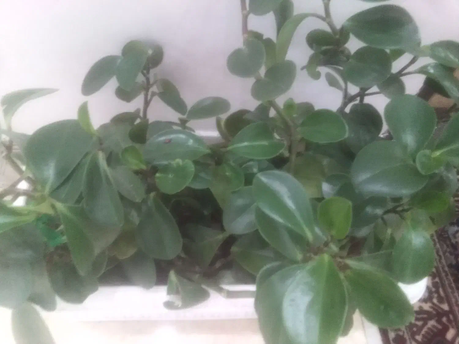 گل قاشقی|گل و گیاه طبیعی|بیجار, |دیوار