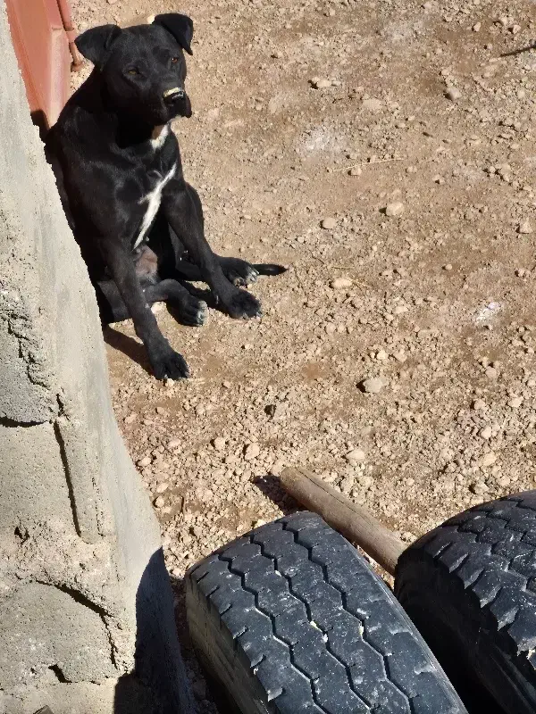 توله پیت بول مشکی اصیل|سگ|شاهینشهر, بوستان حافظ|دیوار