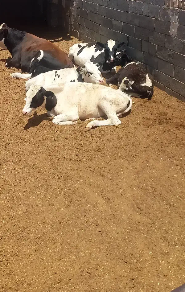 ماده گاو گوشتی و داشتی|حیوانات مزرعه|بیرجند, |دیوار