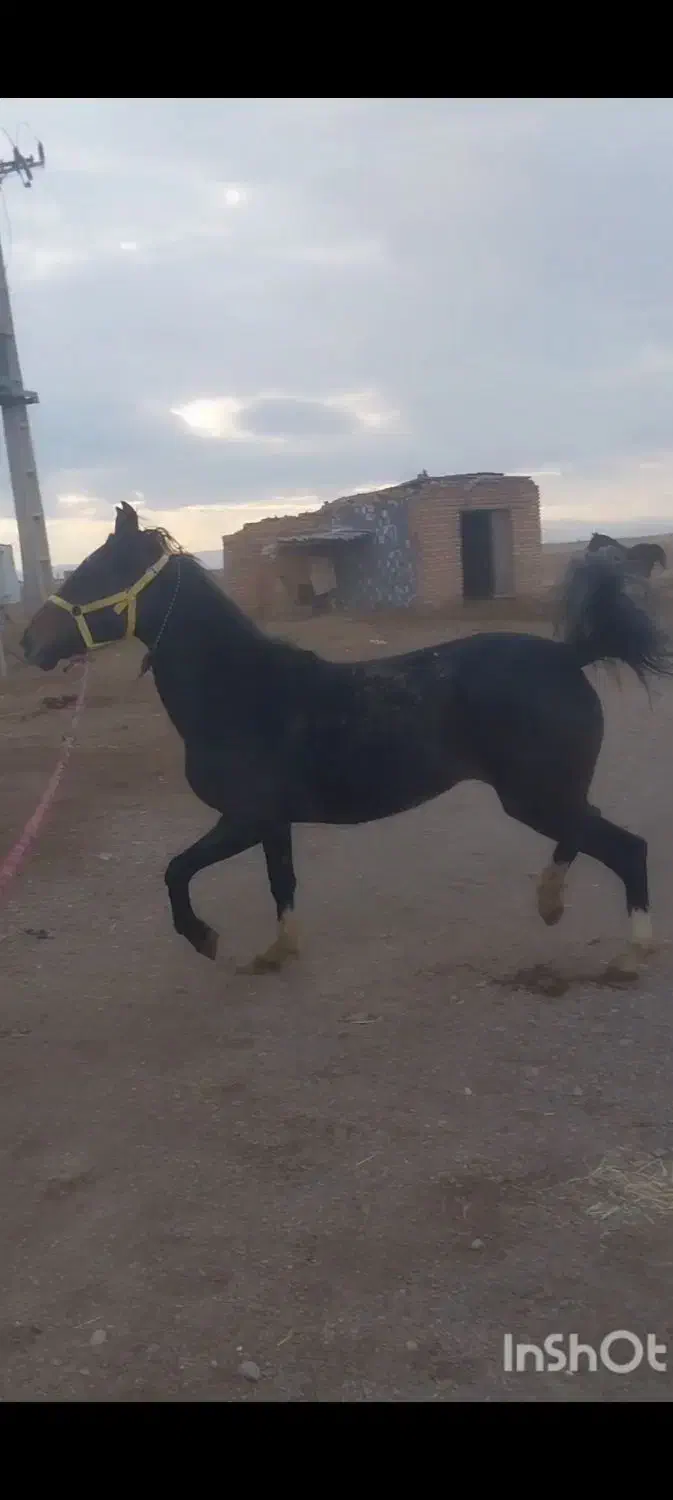 کره مادیون مشگی|اسب و تجهیزات اسب‌سواری|بوئین زهرا, |دیوار