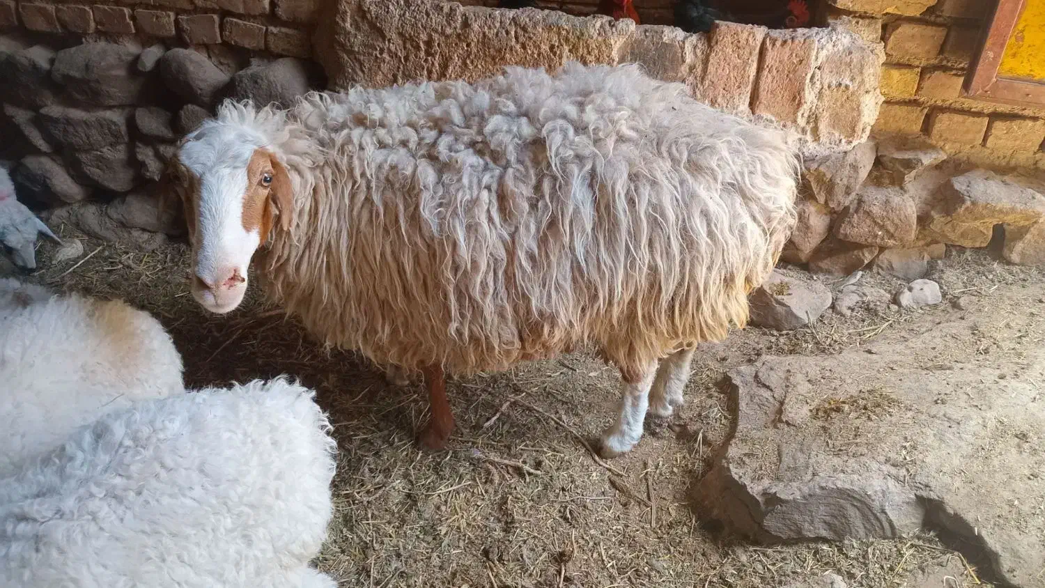 میش چاق جوان|حیوانات مزرعه|درمیان, |دیوار