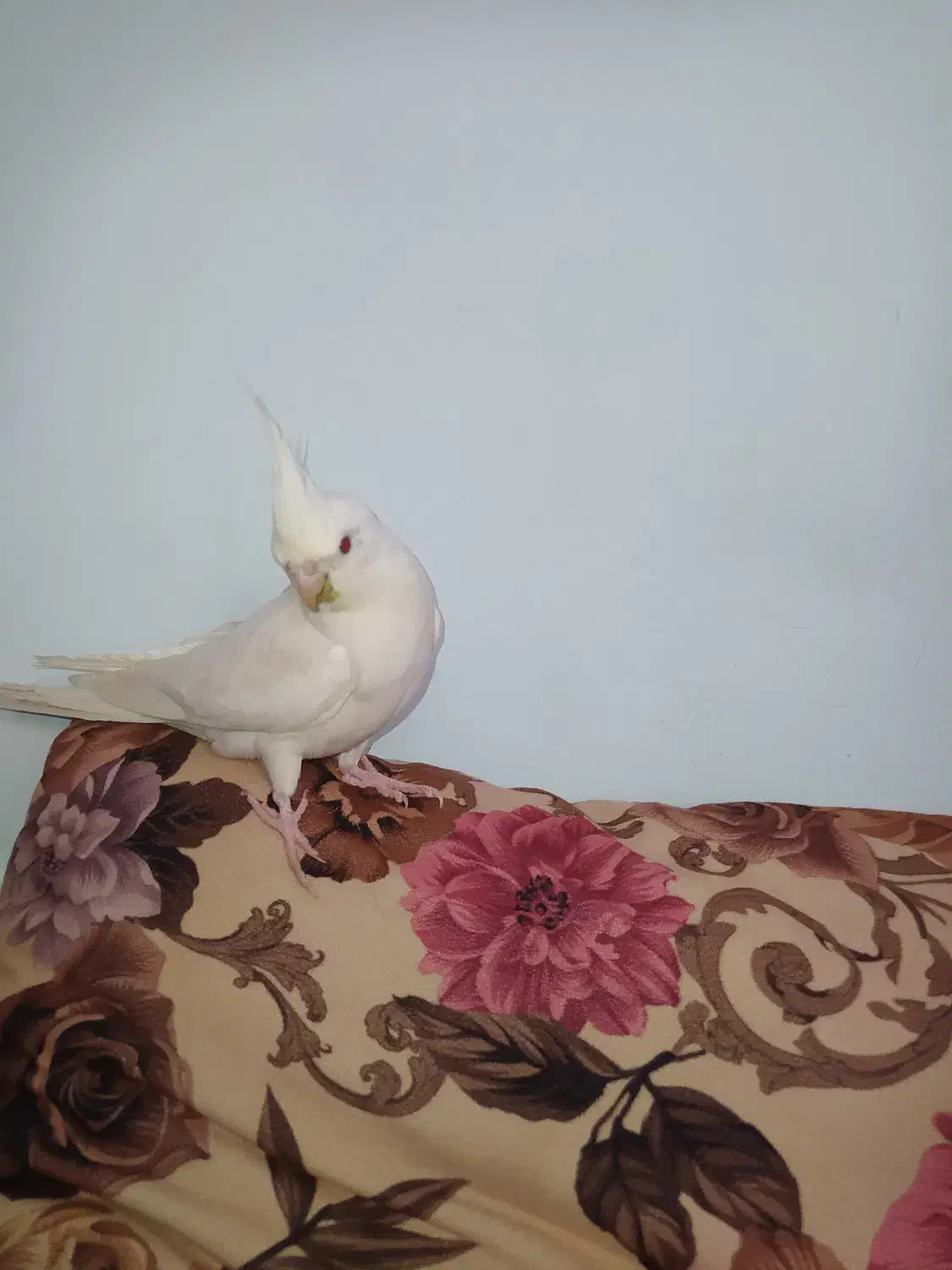 عروس هلندی نر البینو|پرنده|ملایر, |دیوار