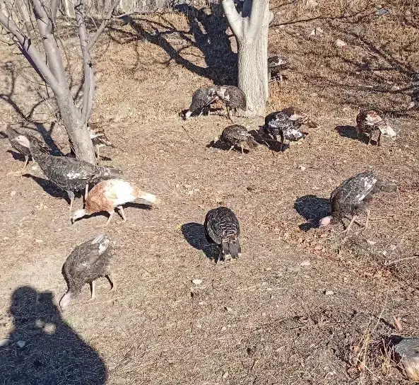 بوقلمون 7ماهه|حیوانات مزرعه|مشگین شهر, |دیوار