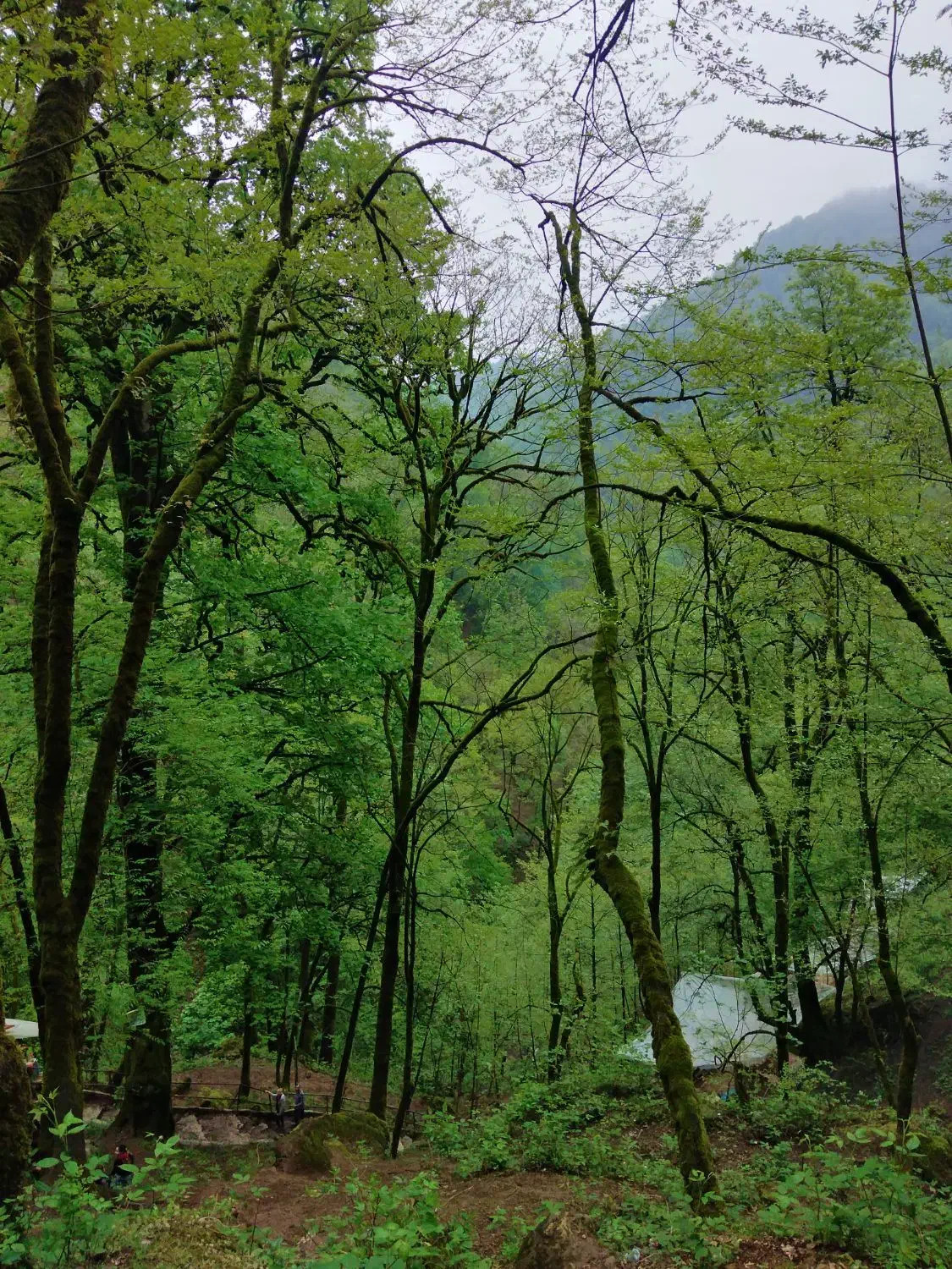 زمین کشاورزی|فروش زمین و ملک کلنگی|تربت‌حیدریه, کوی شهید احمدزاده ملکی|دیوار