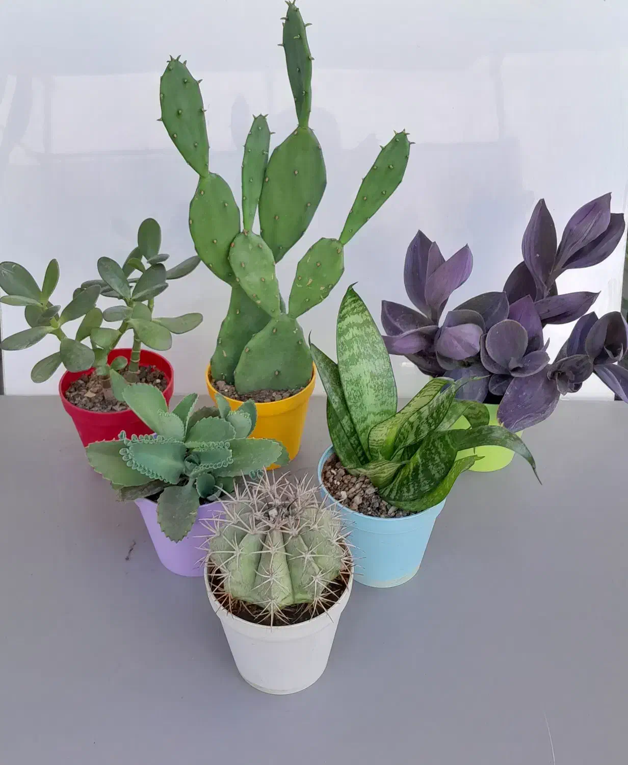 گل وگیاه زیبا|گل و گیاه طبیعی|تهران, بنی‌هاشم|دیوار