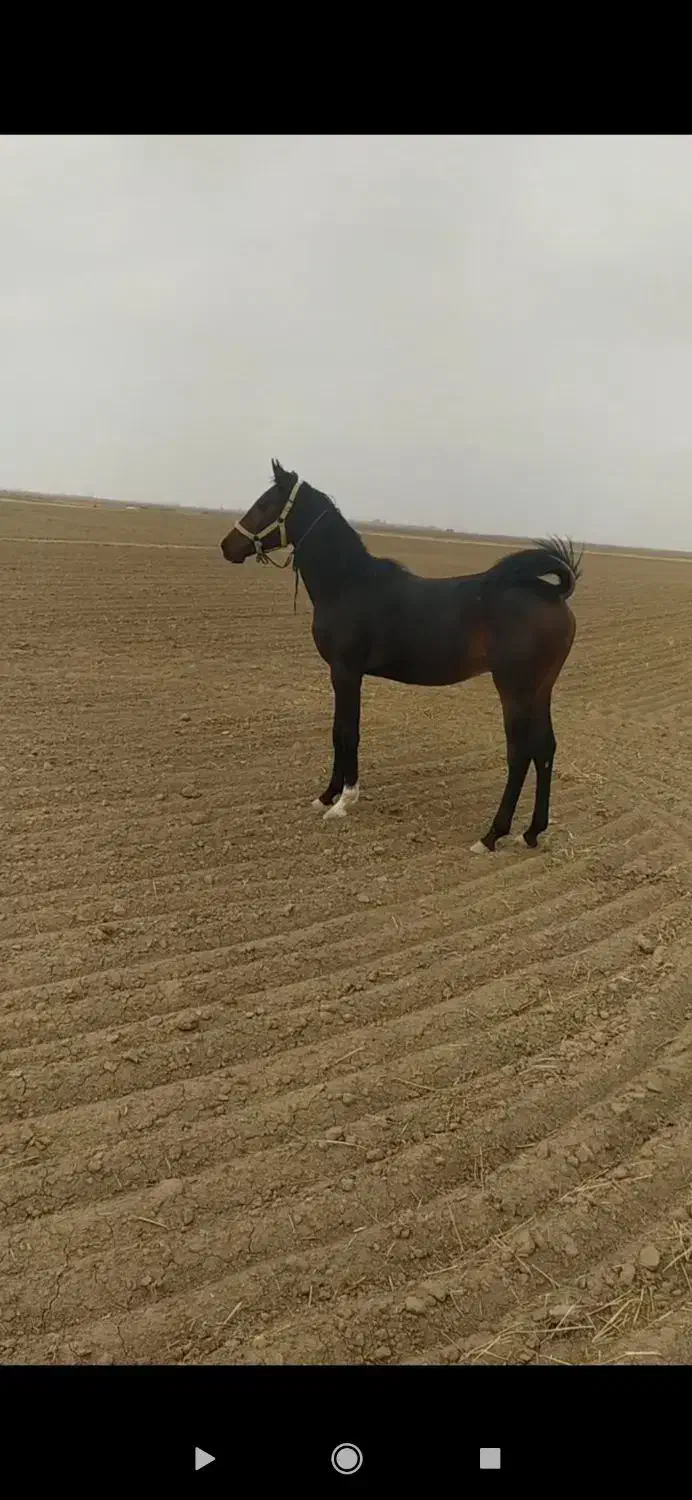 کره اسب نریان کرد. عشق بازش باشی از فیلم میفهمی|اسب و تجهیزات اسب‌سواری|فامنین, |دیوار