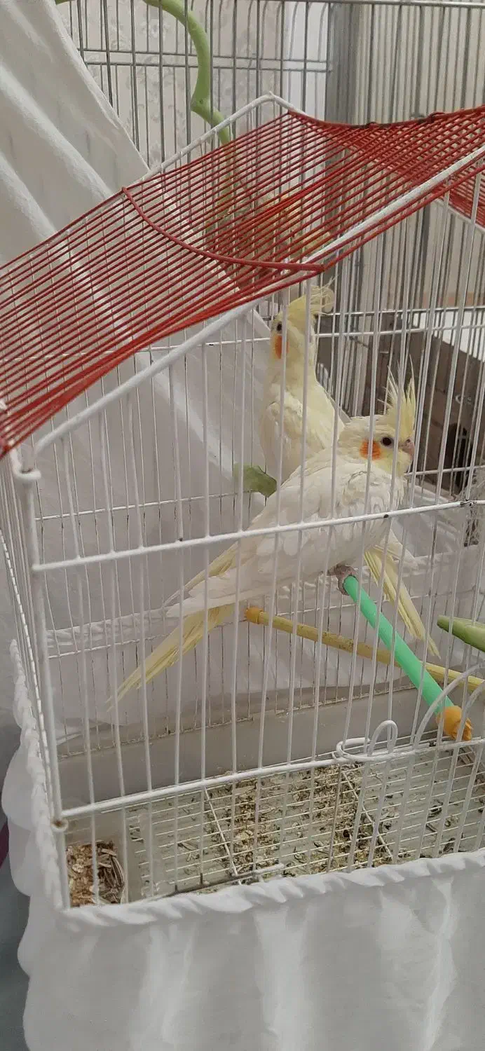 عروس هلندی لوتینو|پرنده|گلپایگان, |دیوار