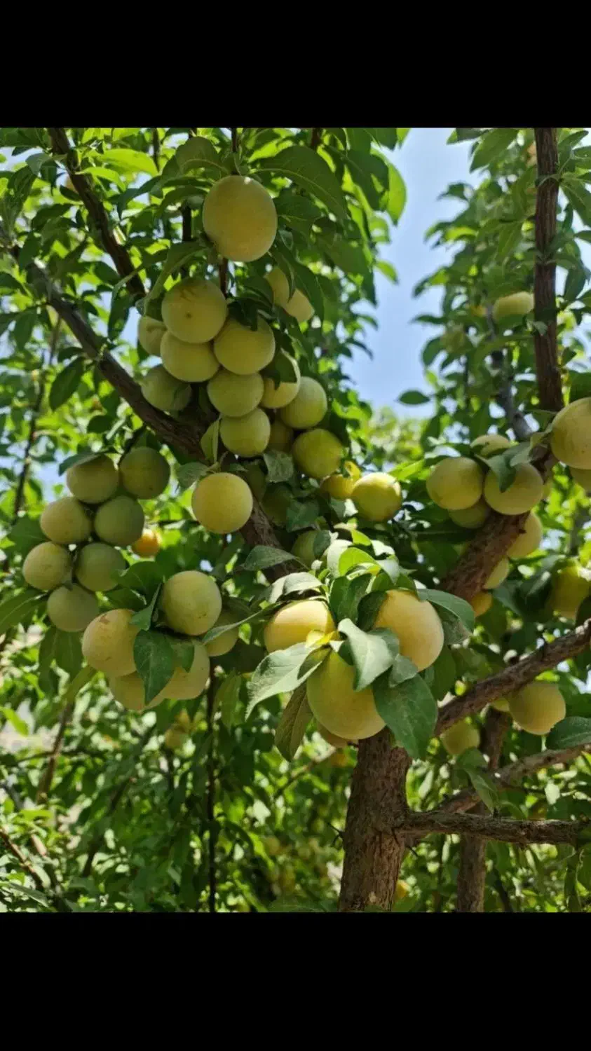 نهال|خدمات باغبانی و درختکاری|انزل, |دیوار