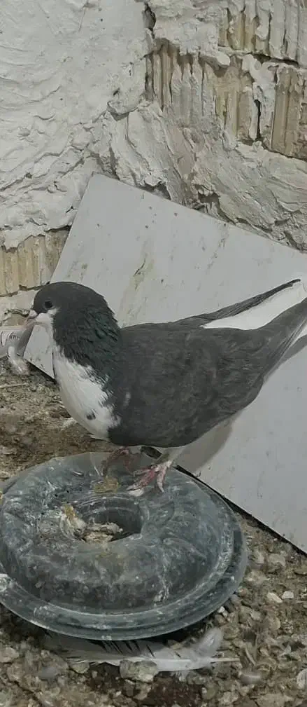 کفتر شهری گمشده|حیوانات|شیراز, شهرک کوشکک|دیوار