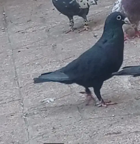 کفتر کرمونی|پرنده|مشهد, کارمندان دوم|دیوار