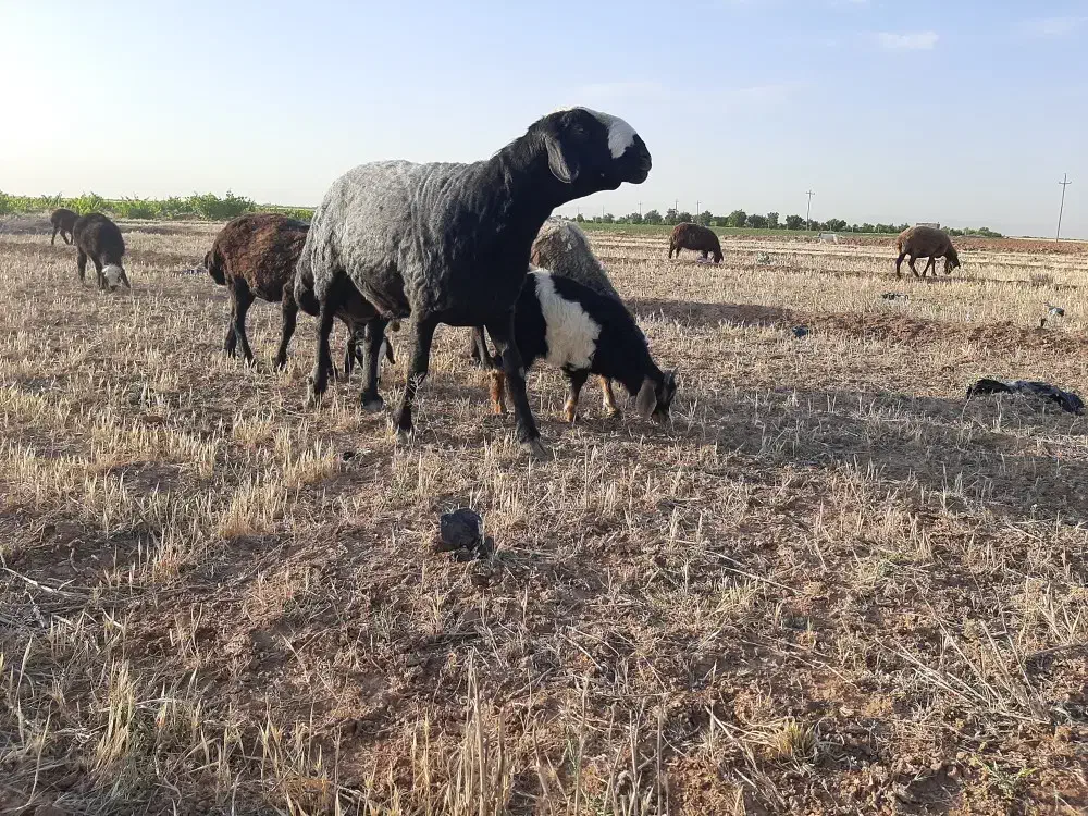 بره نر کشتاری نژاد شال|حیوانات مزرعه|شال, |دیوار