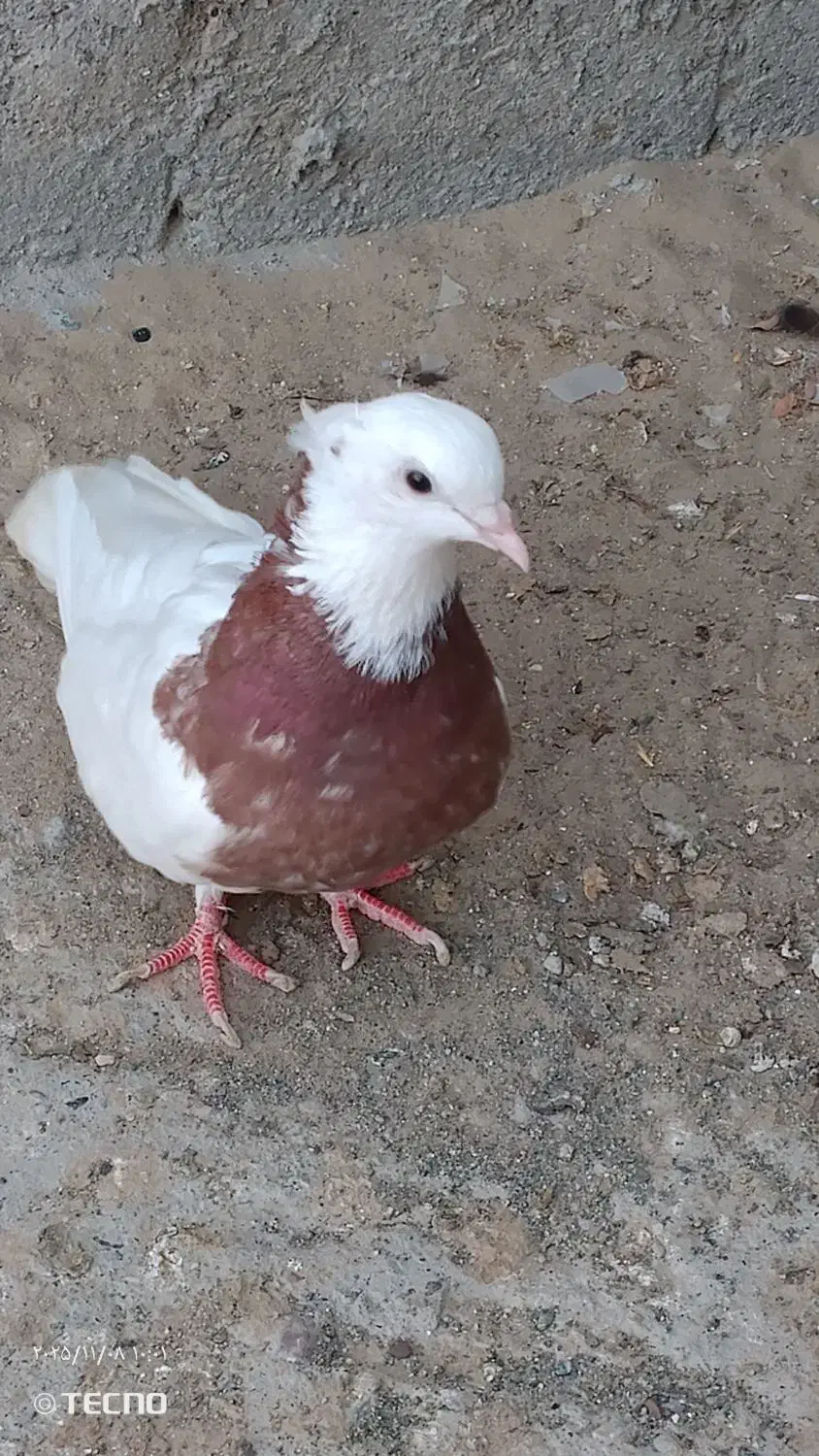 کفتر یا کبوتر طوقی ماده|پرنده|میناب, |دیوار