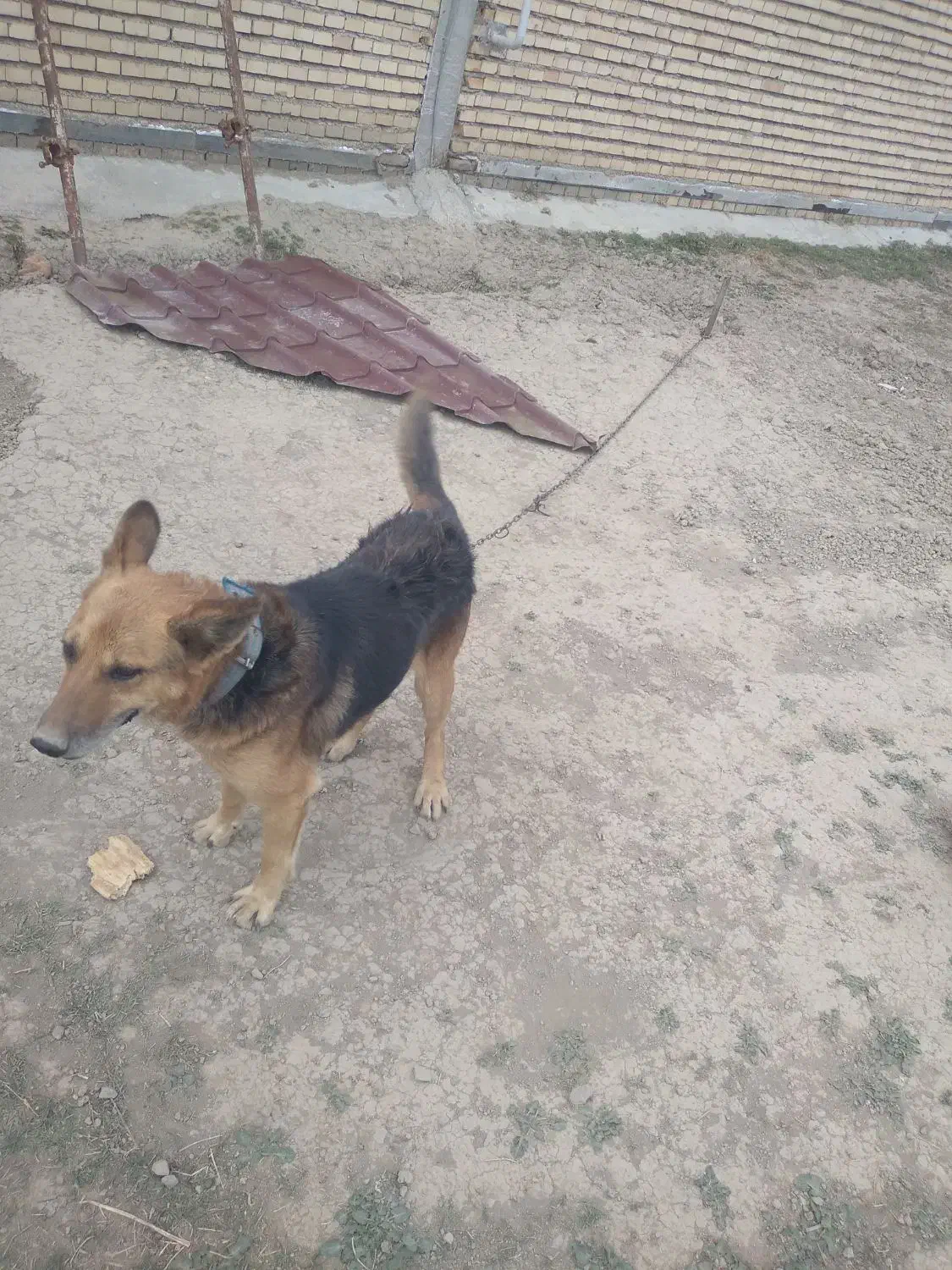 تعویض باپاکوتا|سگ|رامیان, |دیوار