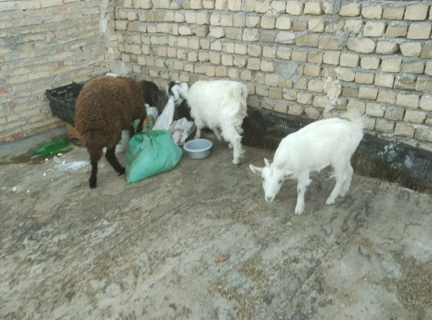 بز سانن ومعمولی|حیوانات مزرعه|فریمان, |دیوار