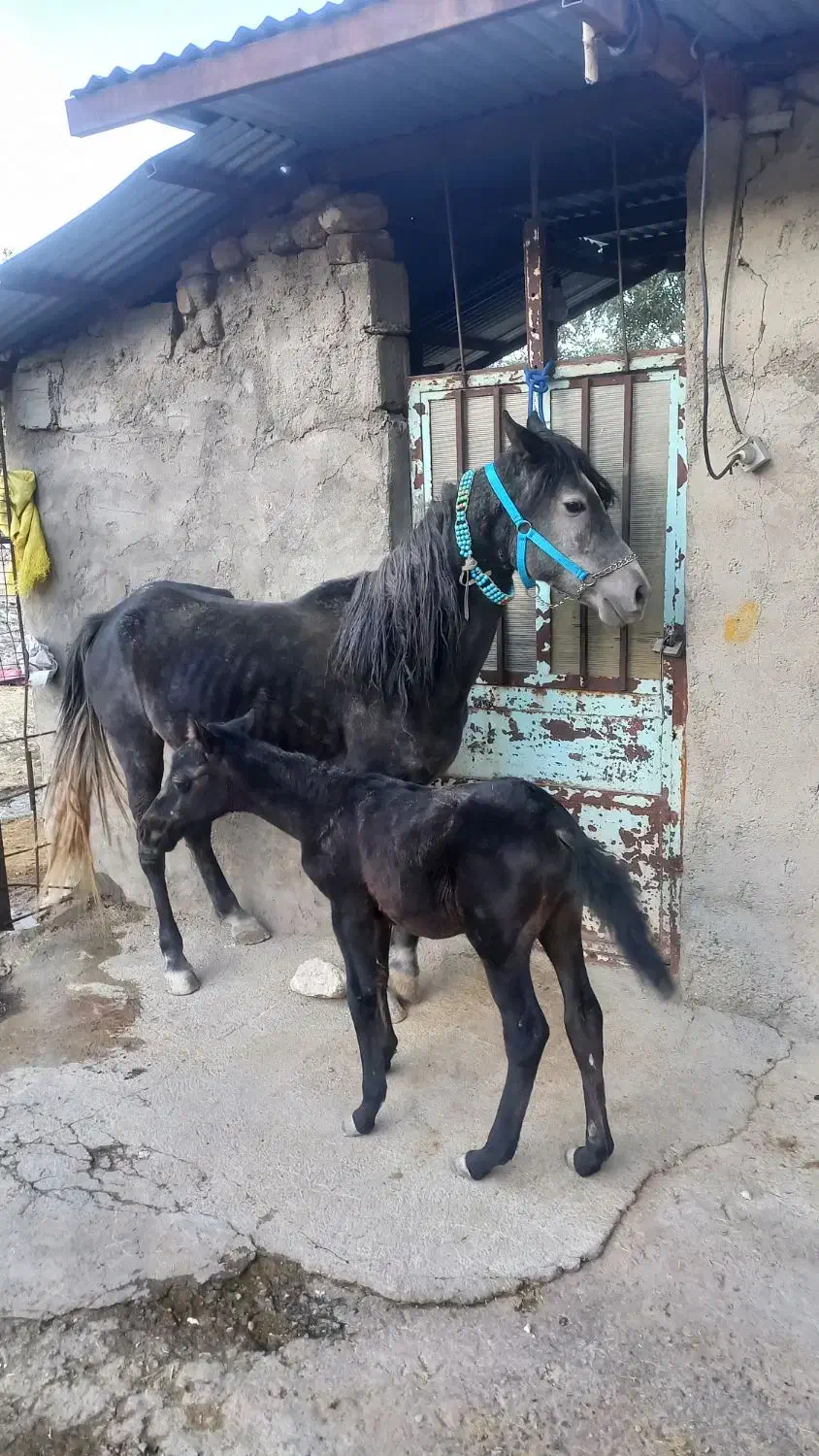 مادیون با کره بازی کن|اسب و تجهیزات اسب‌سواری|دورود, |دیوار