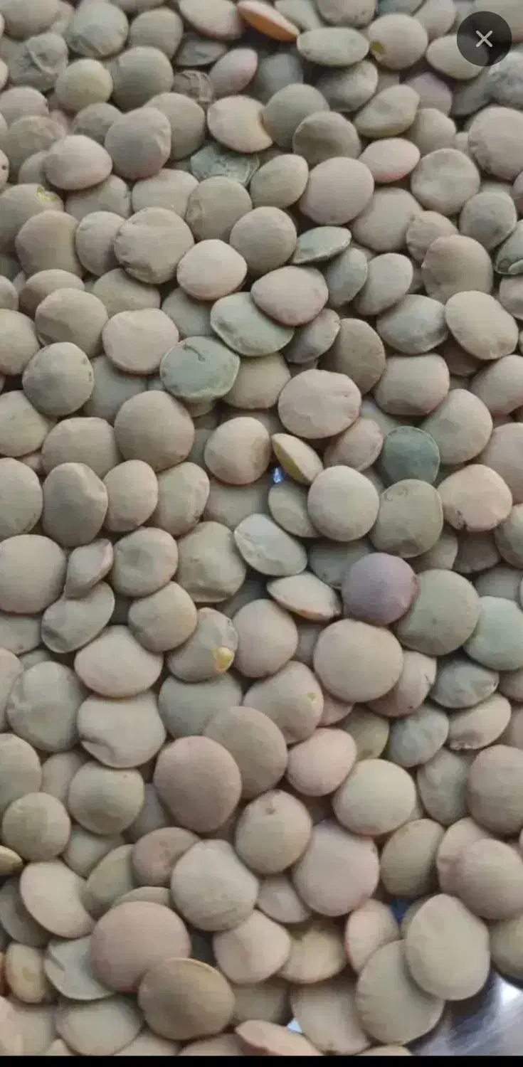 عدس فروشی|خوردنی و آشامیدنی|بزینه رود, |دیوار