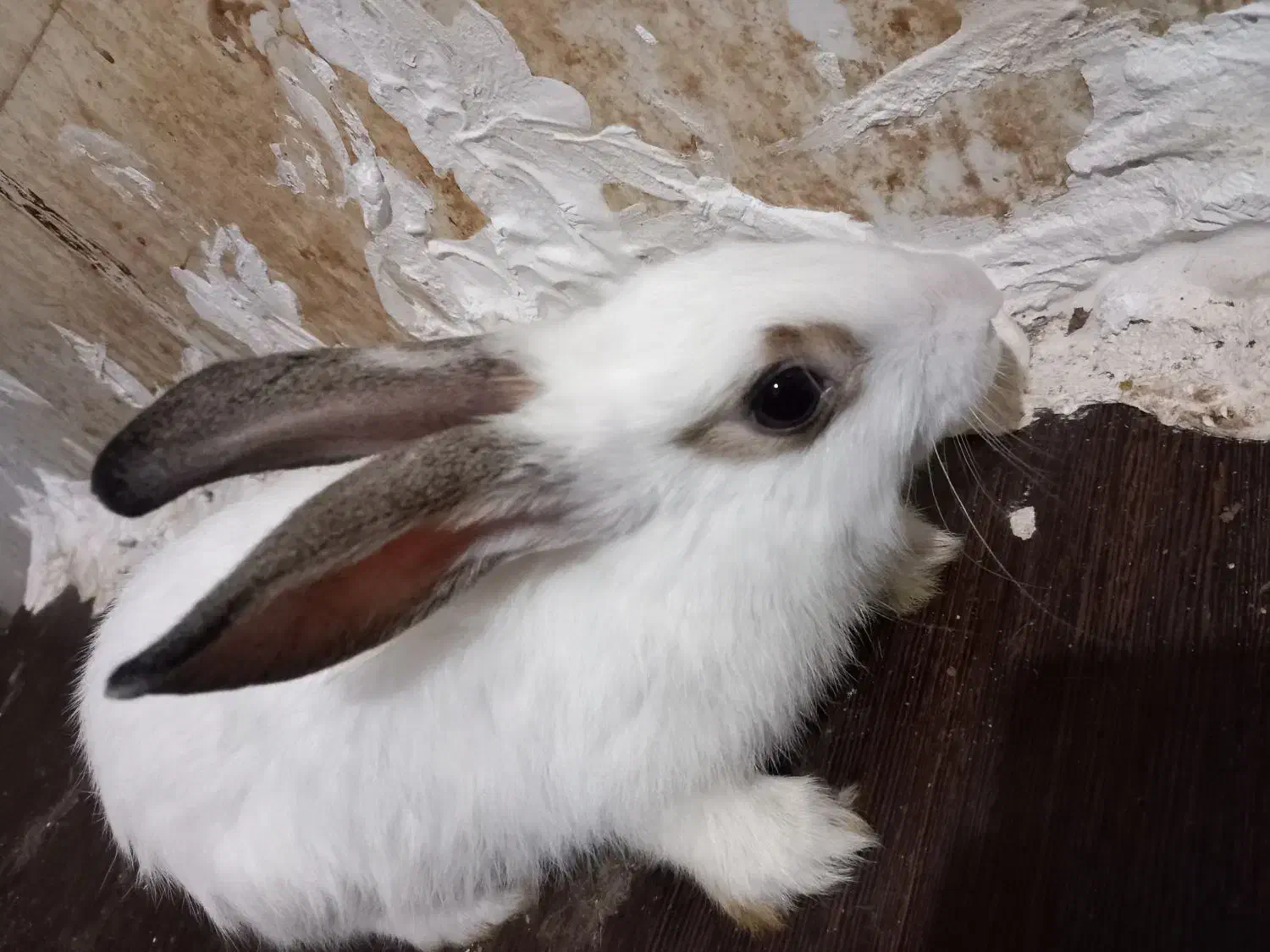 خرگوش میکس چشم اشکی|موش و خرگوش|گرگان, |دیوار