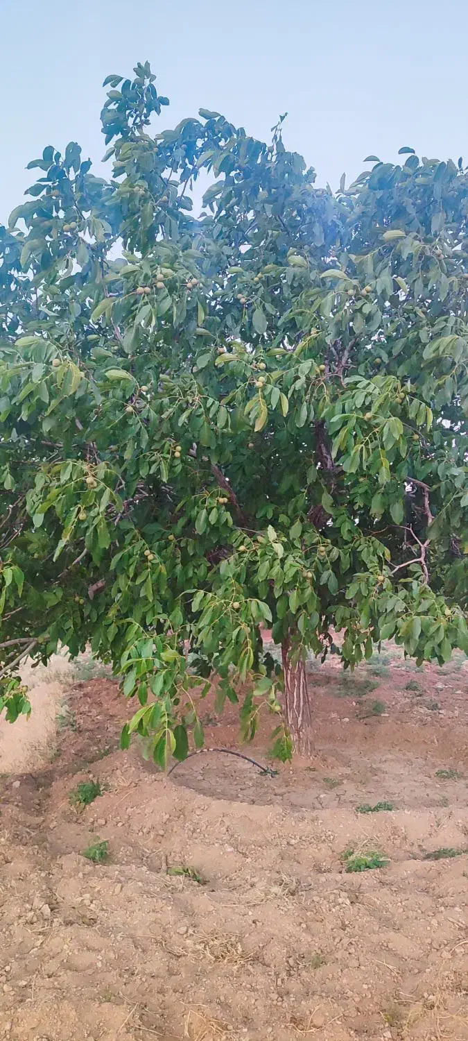 فروش باغ گردو قیمت مناسب|فروش دفتر صنعتی، کشاورزی، تجاری|تویسرکان, |دیوار