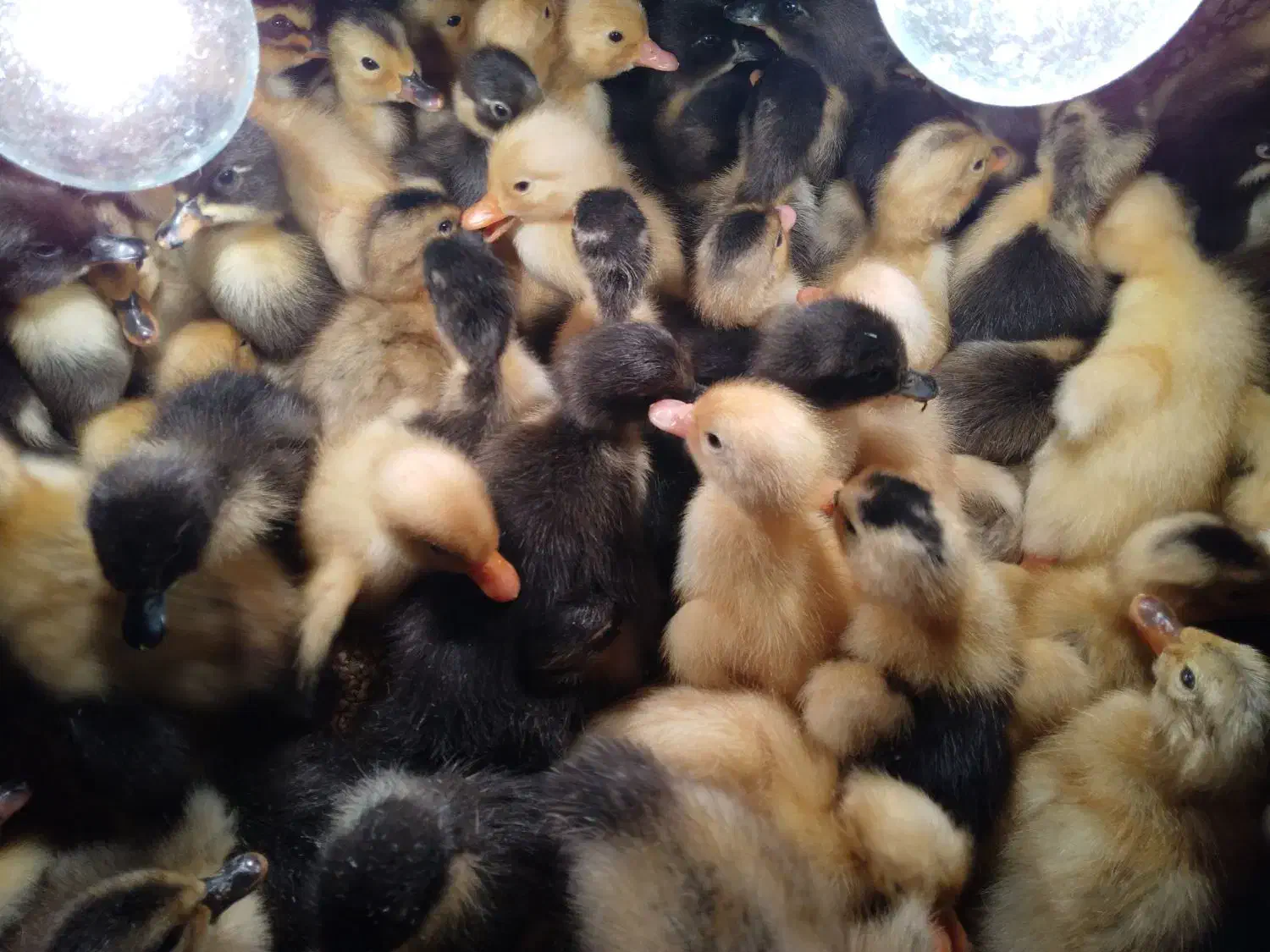 جوجه اردک|حیوانات مزرعه|آستارا, |دیوار