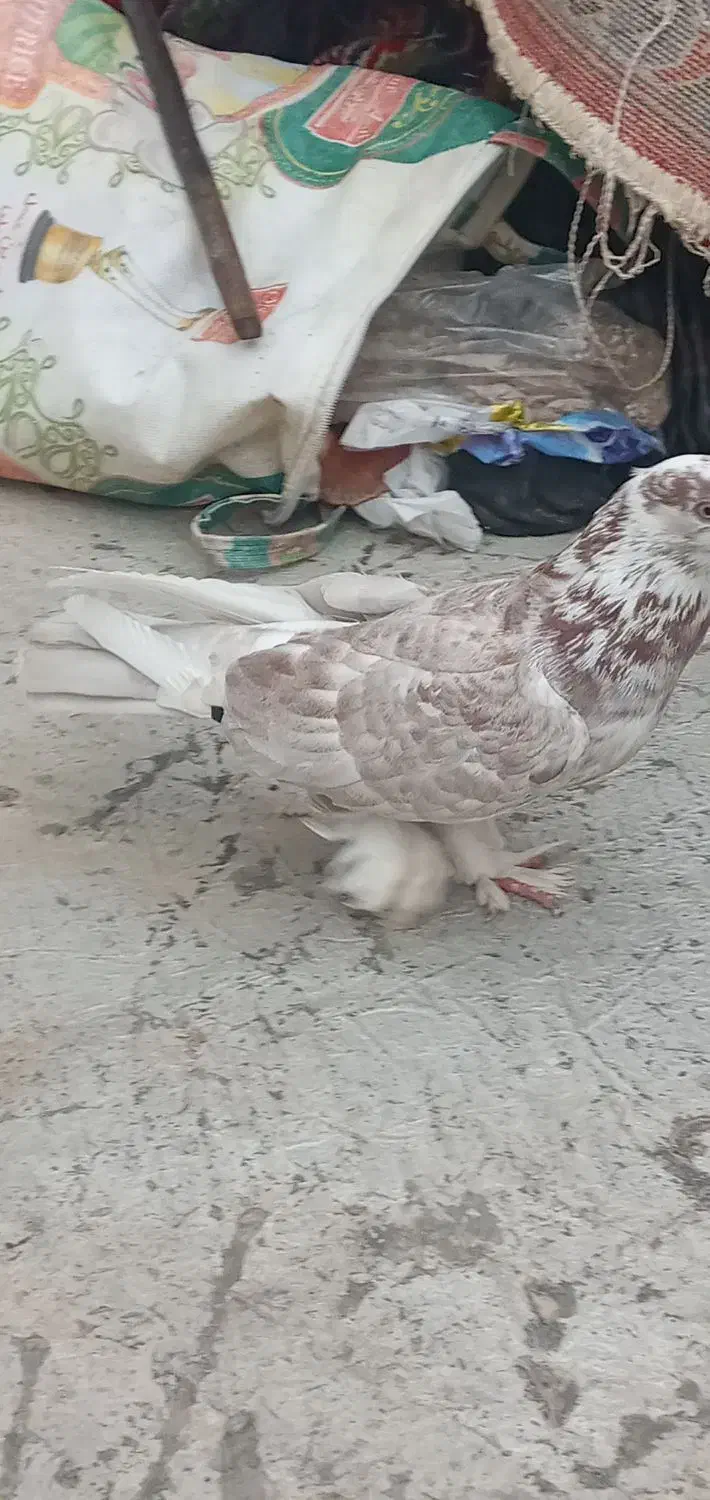 کبوتر|پرنده|تبریز, |دیوار