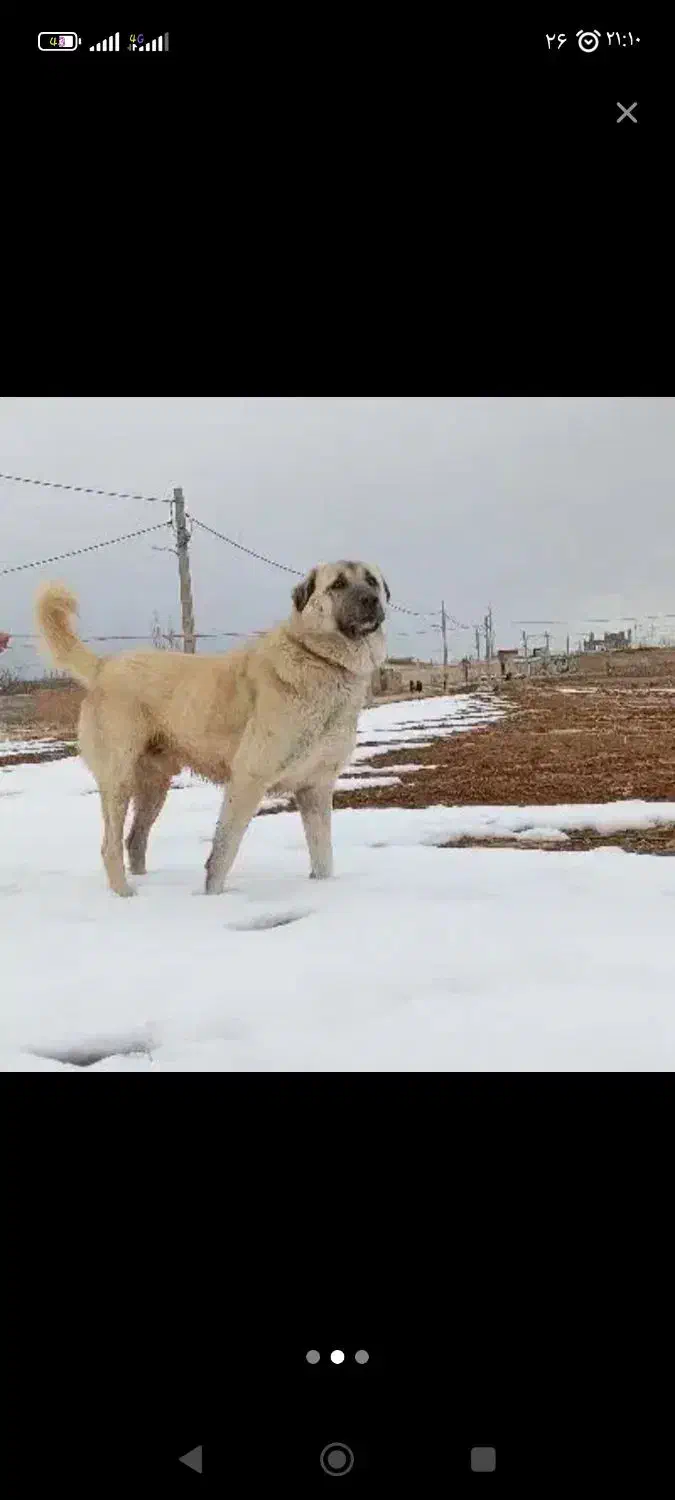 سگ عراقی|سگ|زنجان, |دیوار