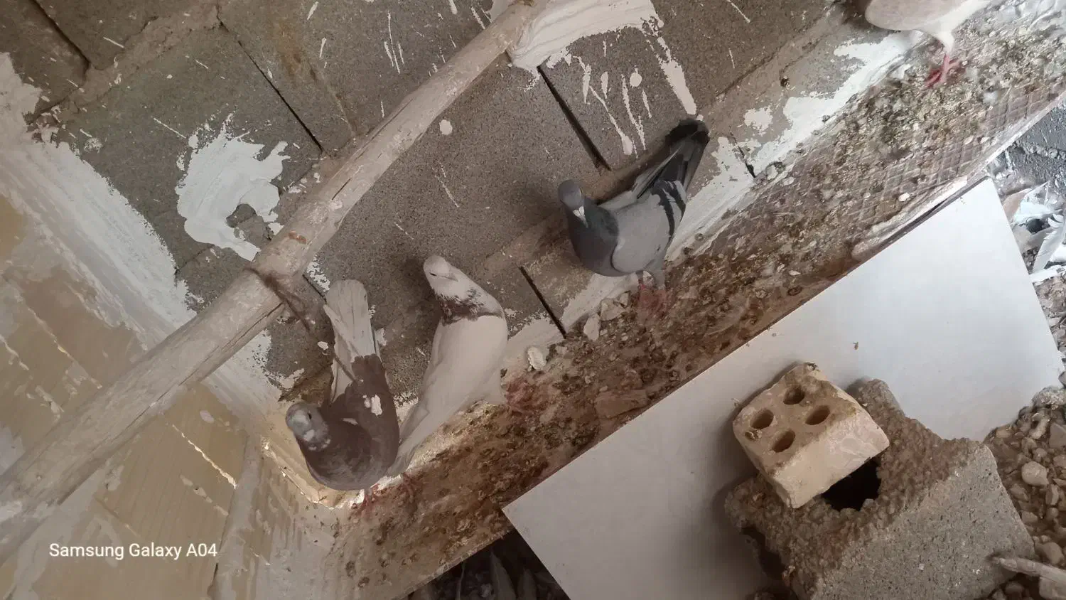 کبوتر پرشی|پرنده|طبس, |دیوار