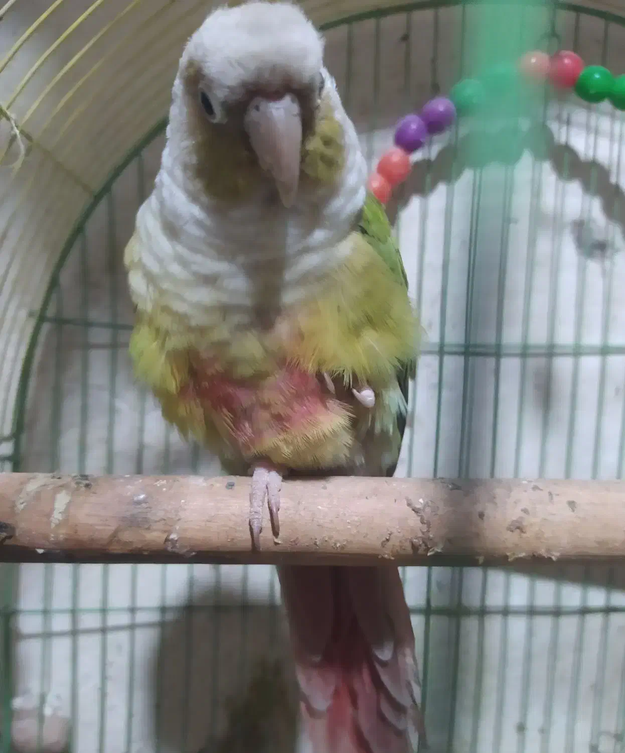 شادگان|پرنده|شادگان, |دیوار