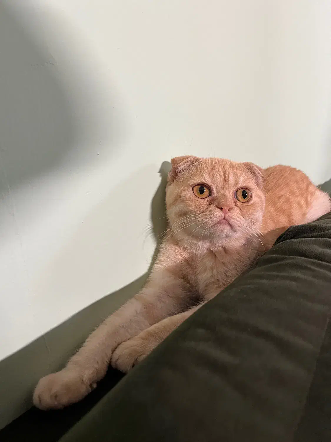 اسکاتیش فولد گلد ny|گربه|گرگان, |دیوار