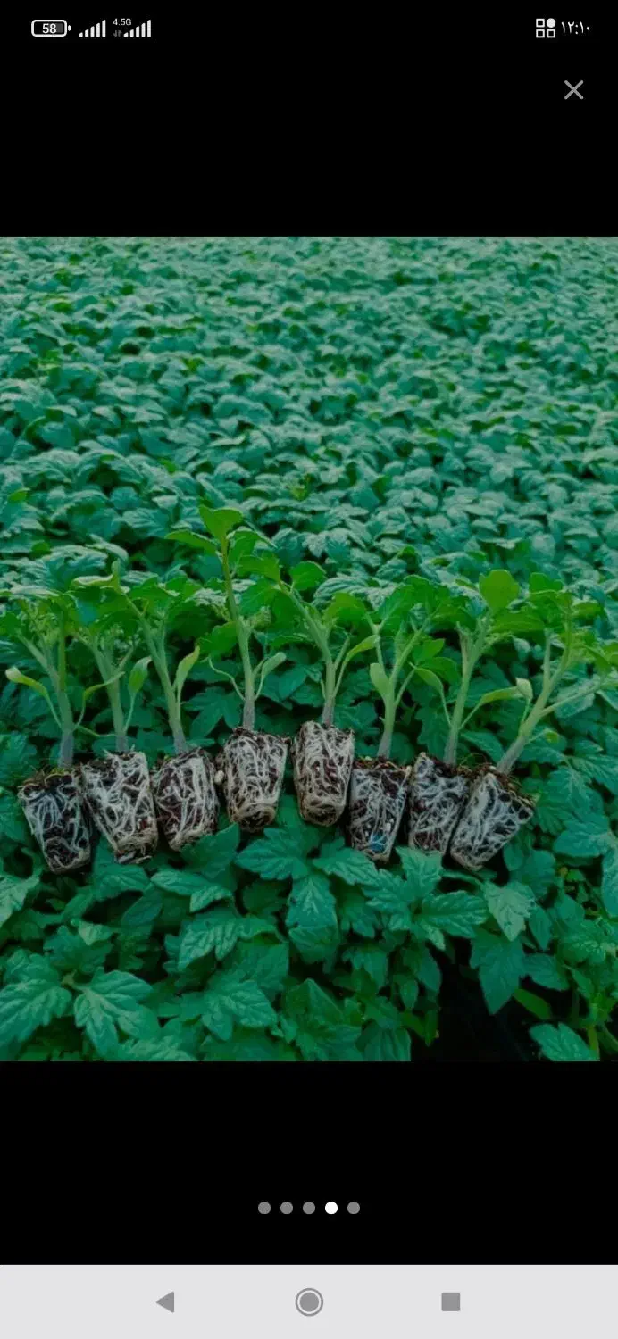 فروش انواع نشا میناب رودان کهورستان|خدمات باغبانی و درختکاری|بندرعباس, |دیوار
