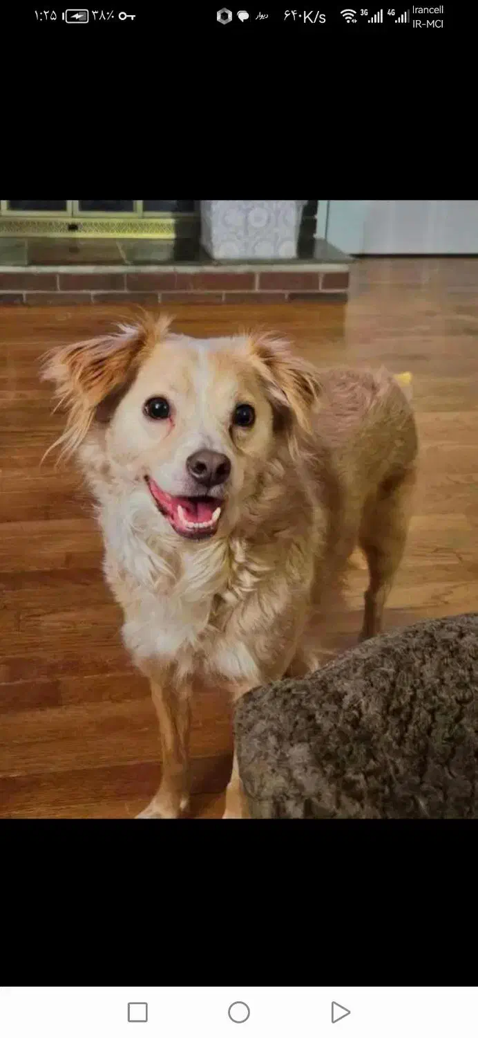 سگ اشپیتز ماده شیتزو واگذاری رایگان|سگ|کرج, کوی زنبق|دیوار