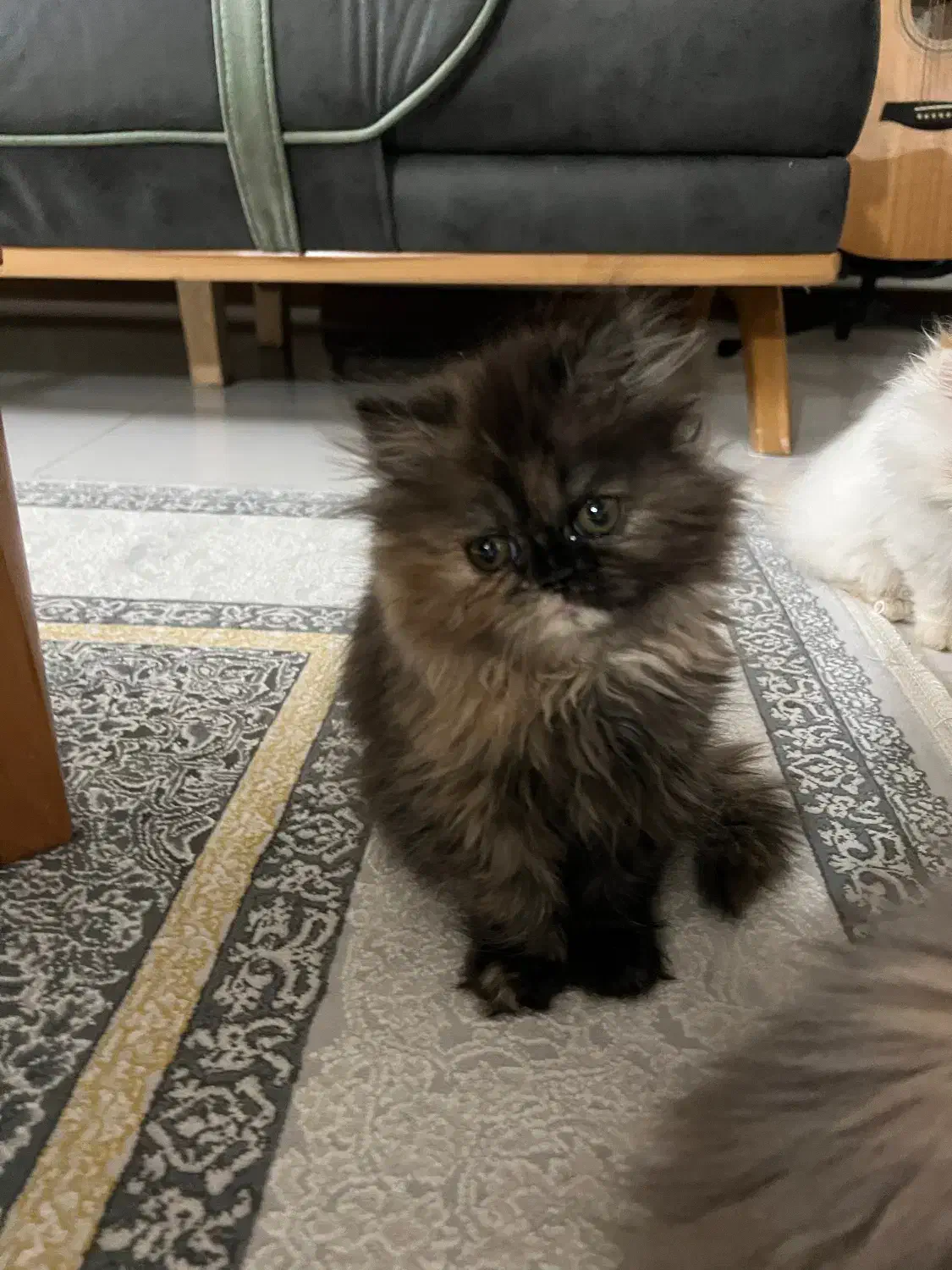 بچه گربه ۳ ماهه|گربه|قزوین, |دیوار