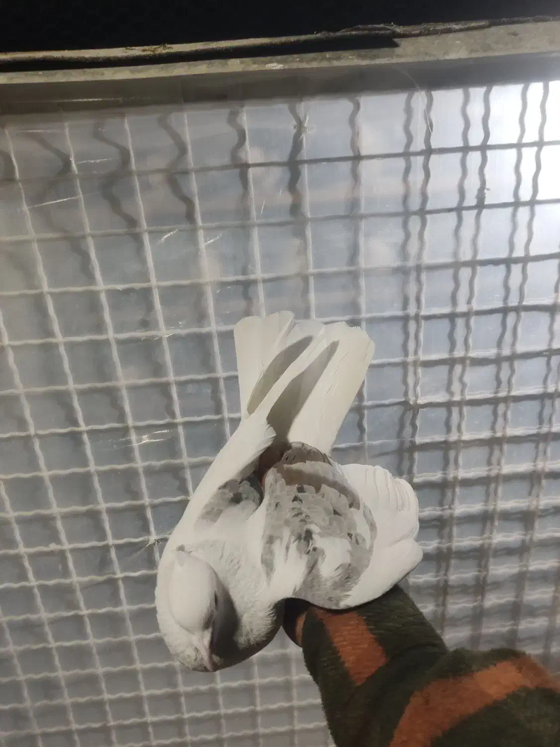 کبوتر یکت کاکلی نر|پرنده|ماهدشت, |دیوار