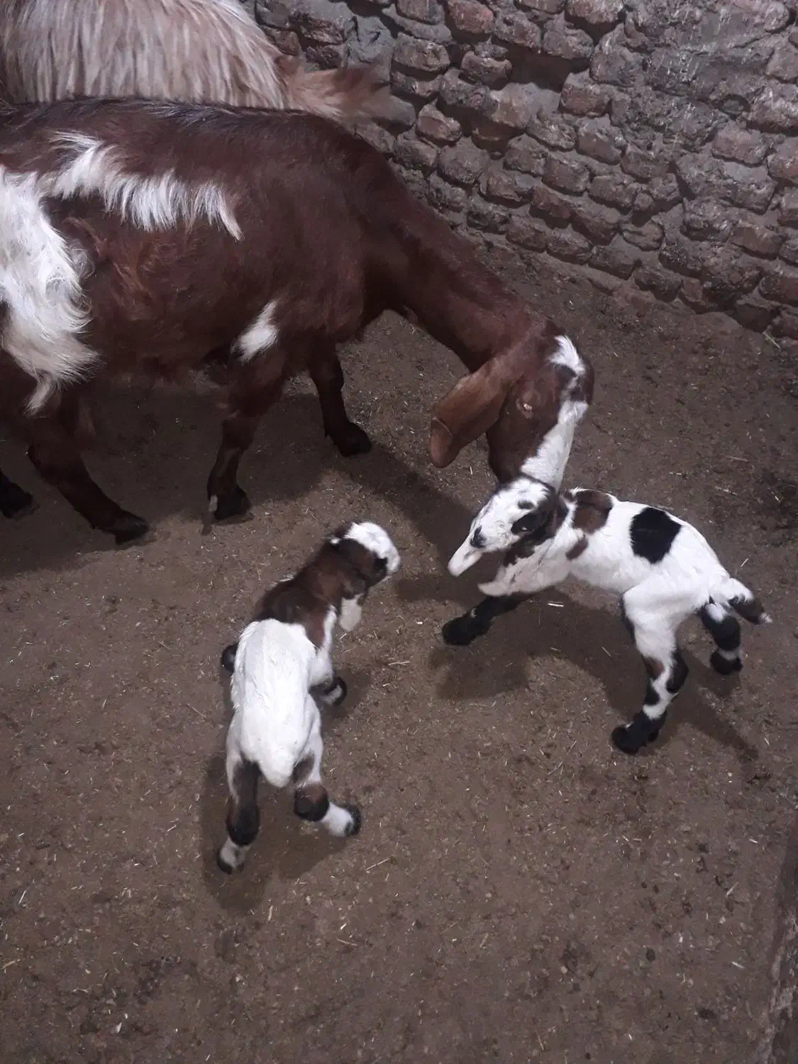 بز و بزغاله نروماده|حیوانات مزرعه|گنبد کاووس, |دیوار