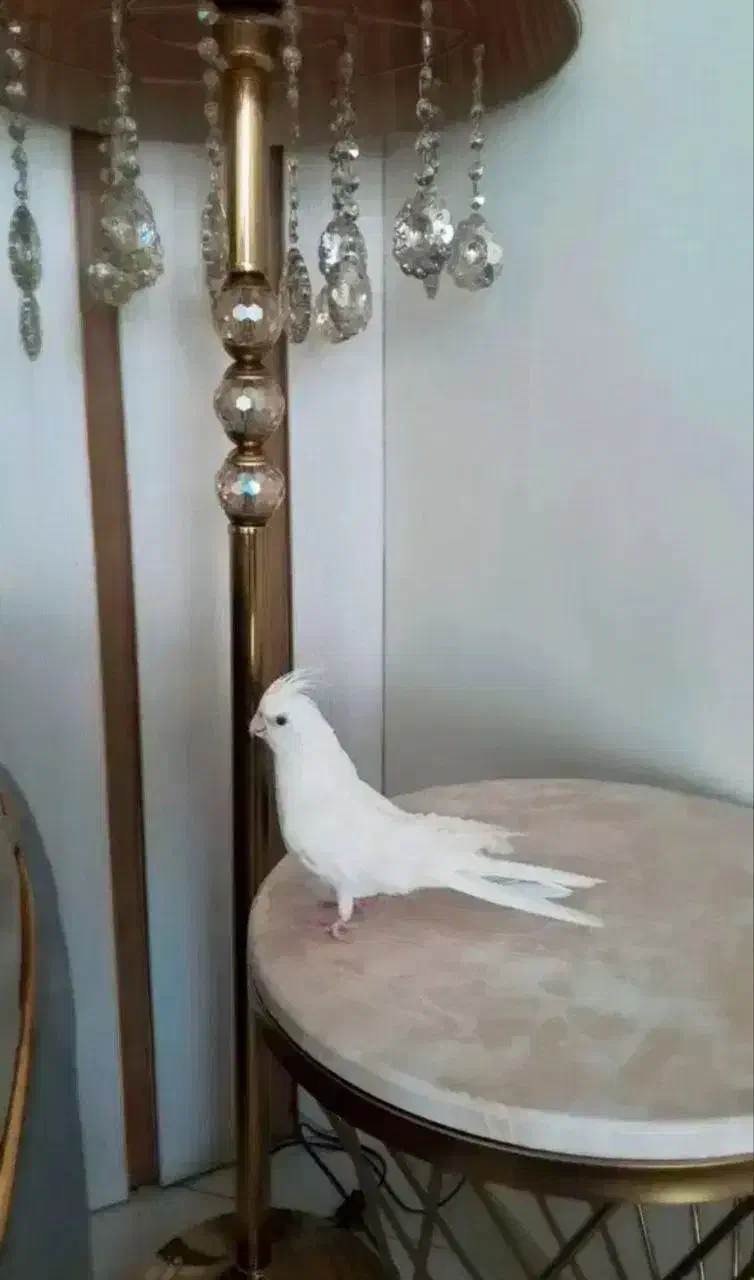 جفت عروس هلندی جفت فول دستی رو تخم|پرنده|قم, نوبهار|دیوار