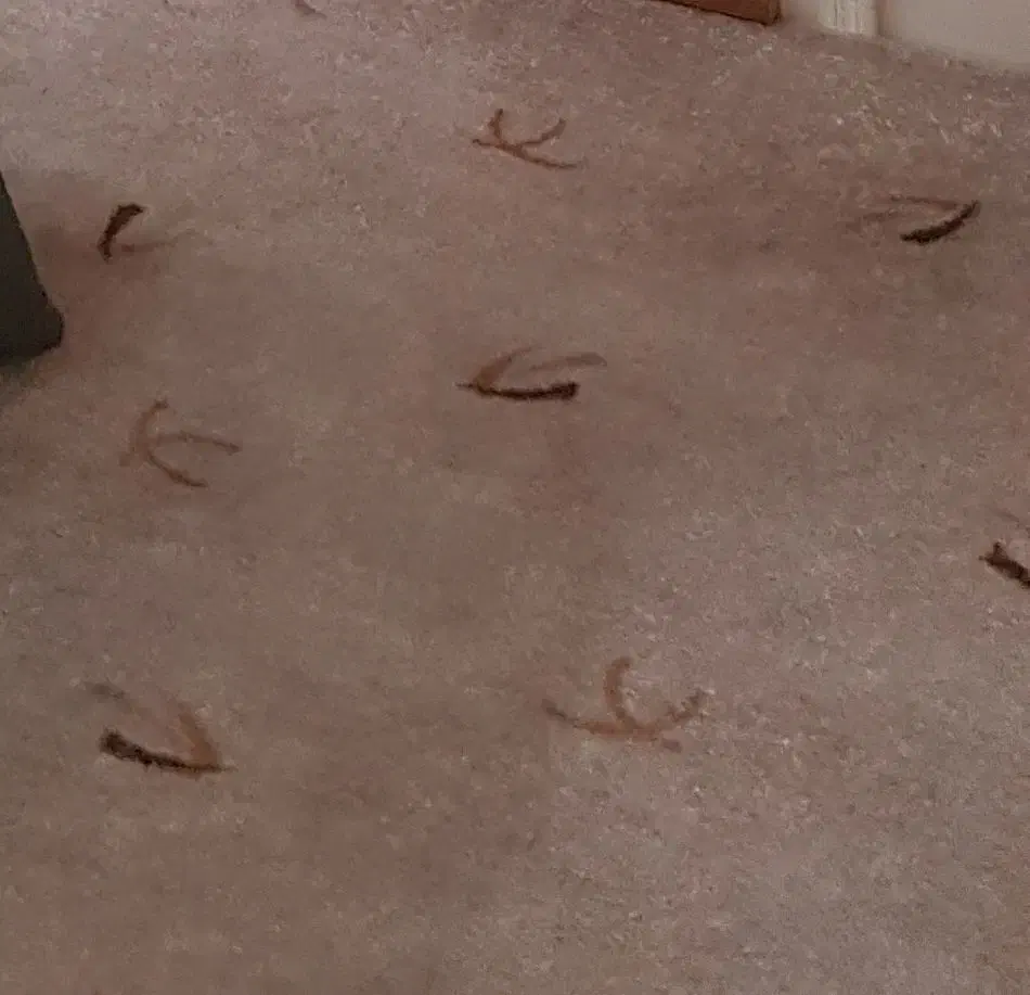 موکت ظریف مصور|موکت|مشهد, کلاهدوز|دیوار