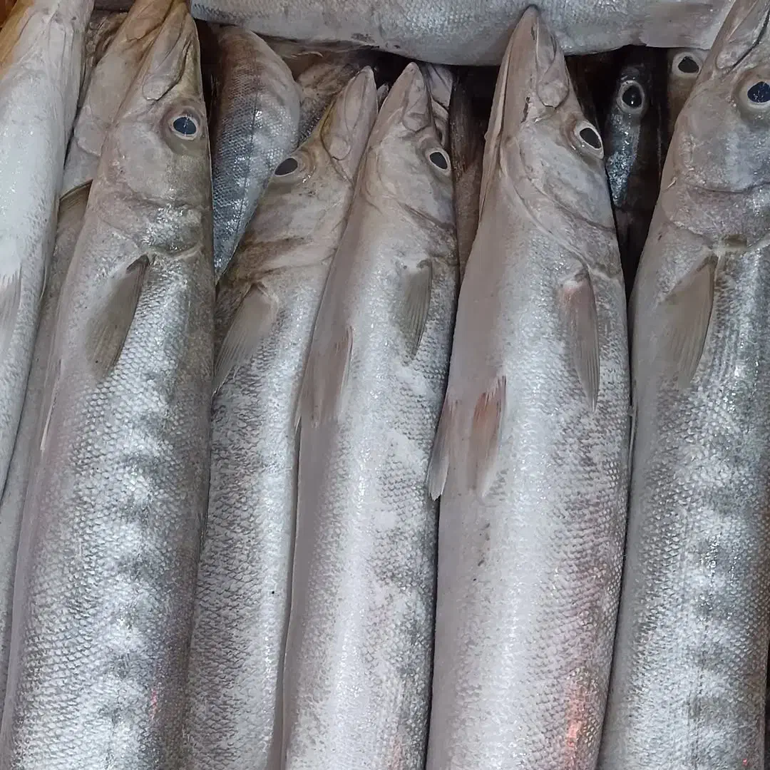 فروش ماهی و میگو تازه جنوب|خوردنی و آشامیدنی|بوشهر, |دیوار