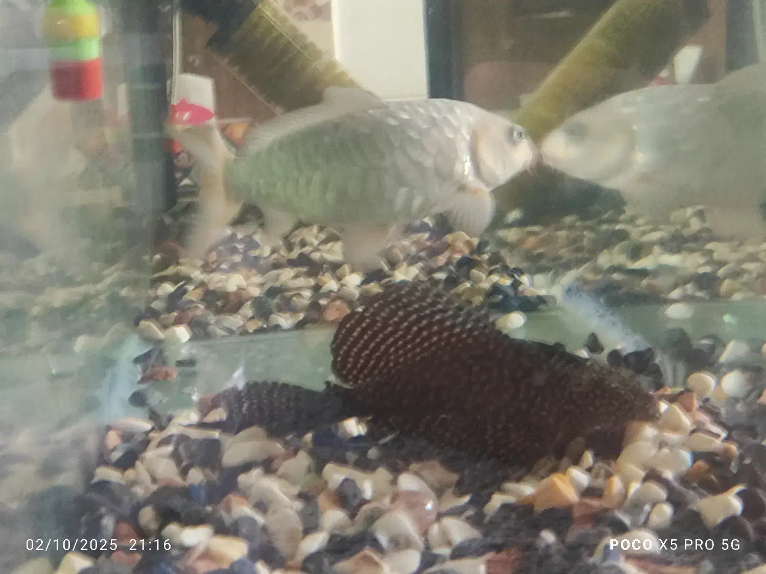 اکواریوم با ماهی 5سالع|ماهی|کرمان, |دیوار