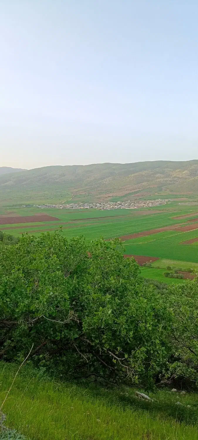 نخود|خوردنی و آشامیدنی|ثلاث باباجانی, |دیوار