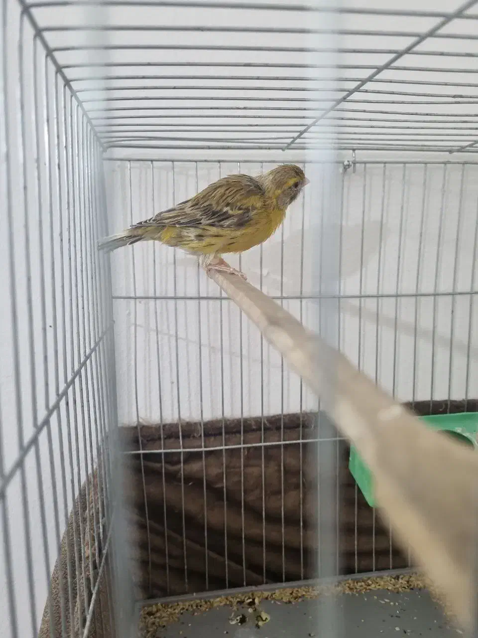 جفت قناری آماده|پرنده|اندیشه, اندیشه فاز ۴|دیوار