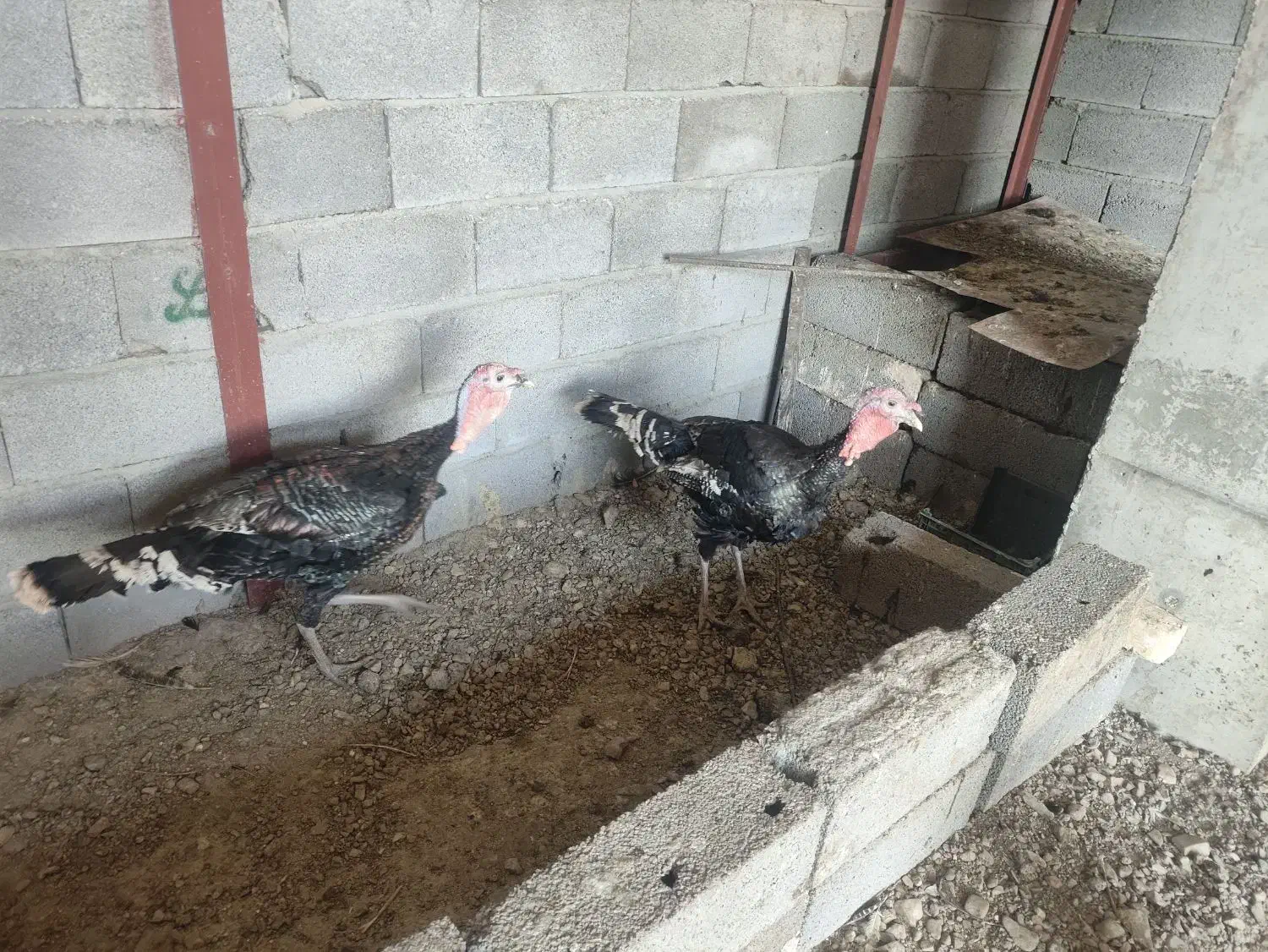 فروش توافقی غوغاز و بوقلمون|حیوانات مزرعه|جعفرآباد, |دیوار